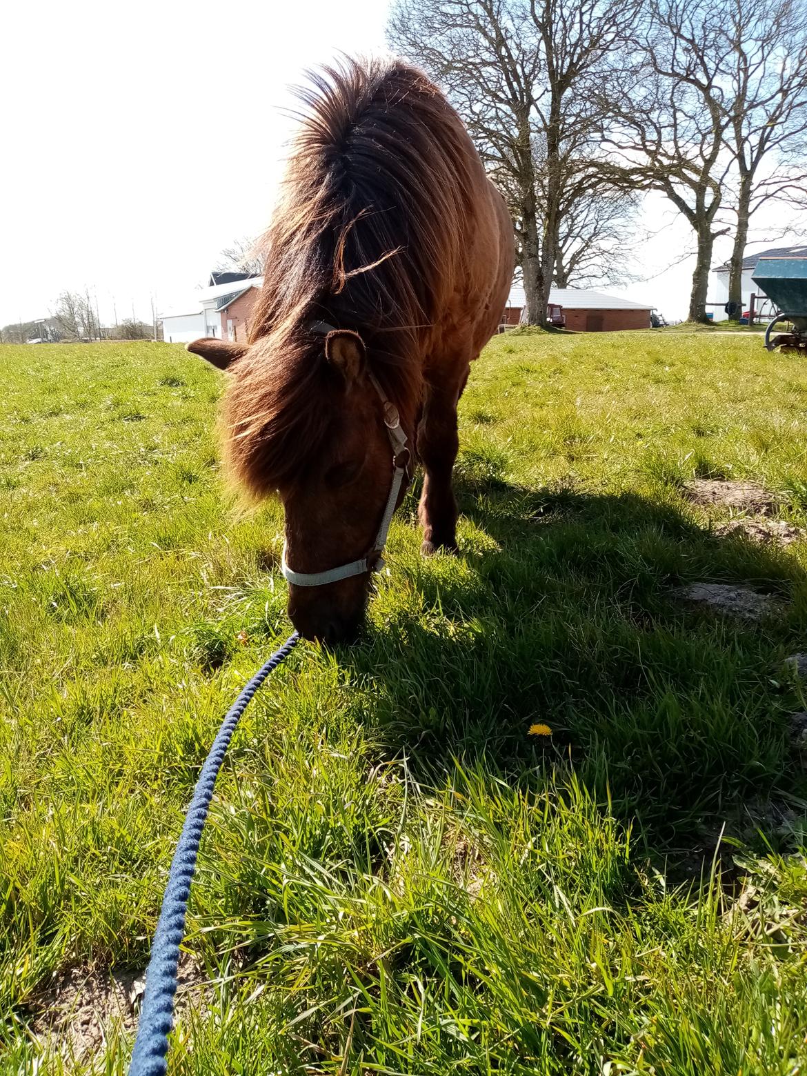 Islænder Skýja hnoðri bækbølling billede 5