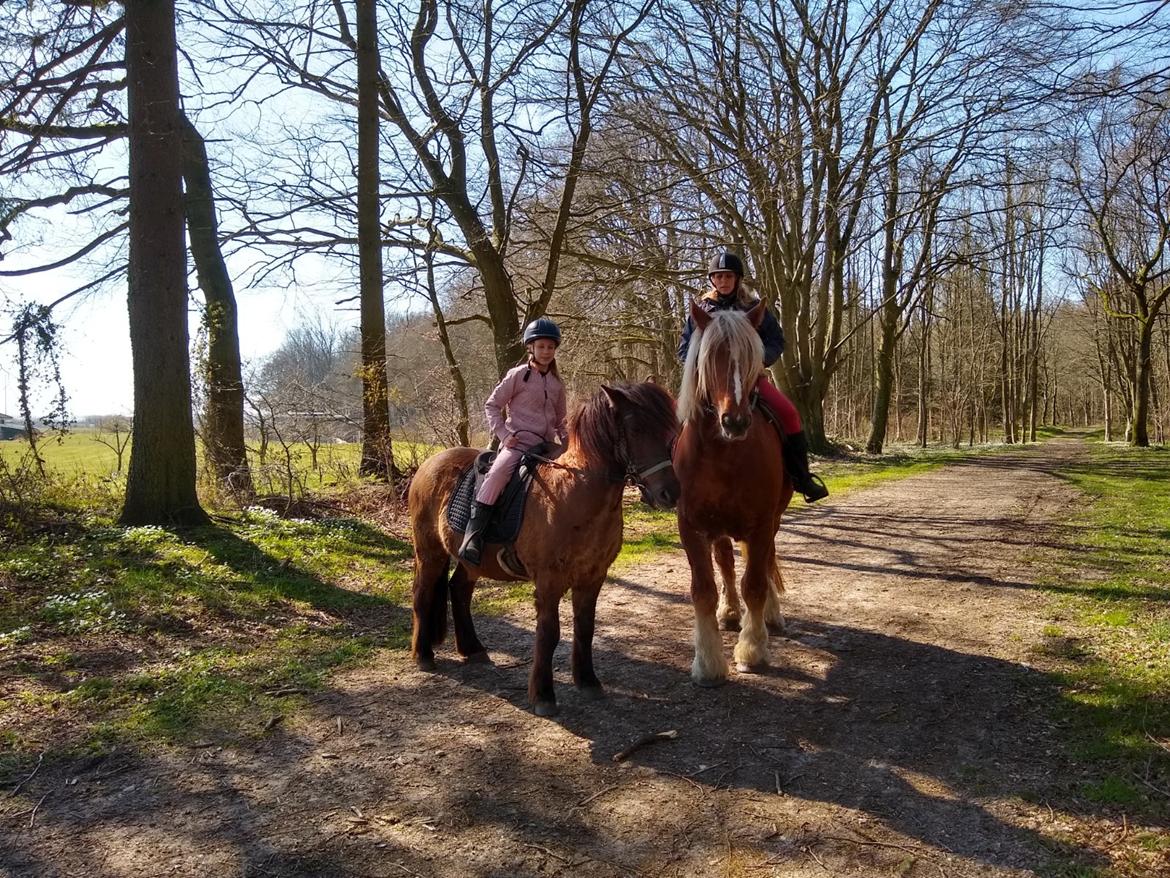 Islænder Skýja hnoðri bækbølling billede 7