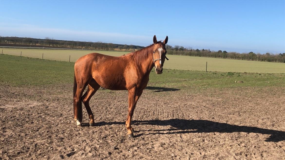 Hannoveraner Hot Zarina billede 10