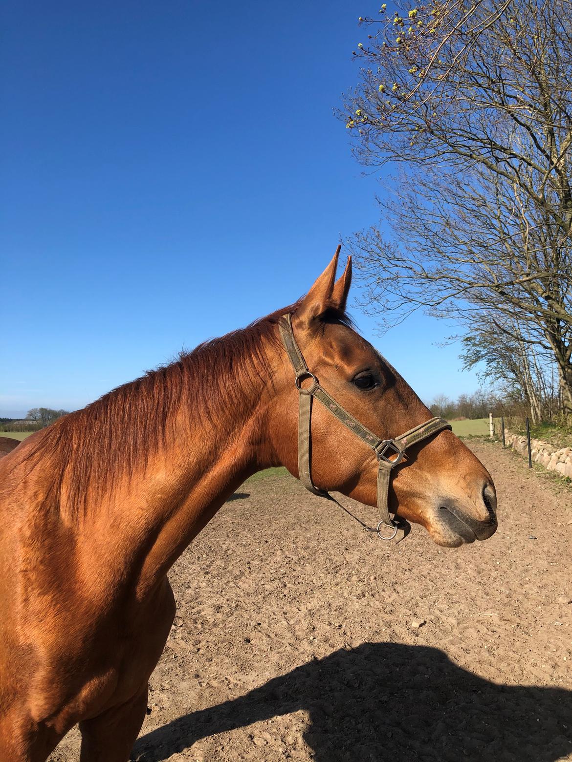 Hannoveraner Hot Zarina billede 11