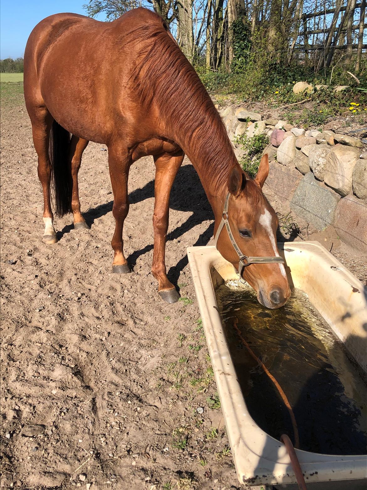 Hannoveraner Hot Zarina billede 13