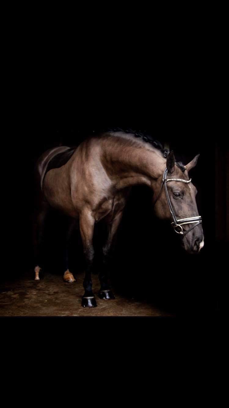 Oldenborg Q-Bec Bennedsgaard (lånehest) billede 1