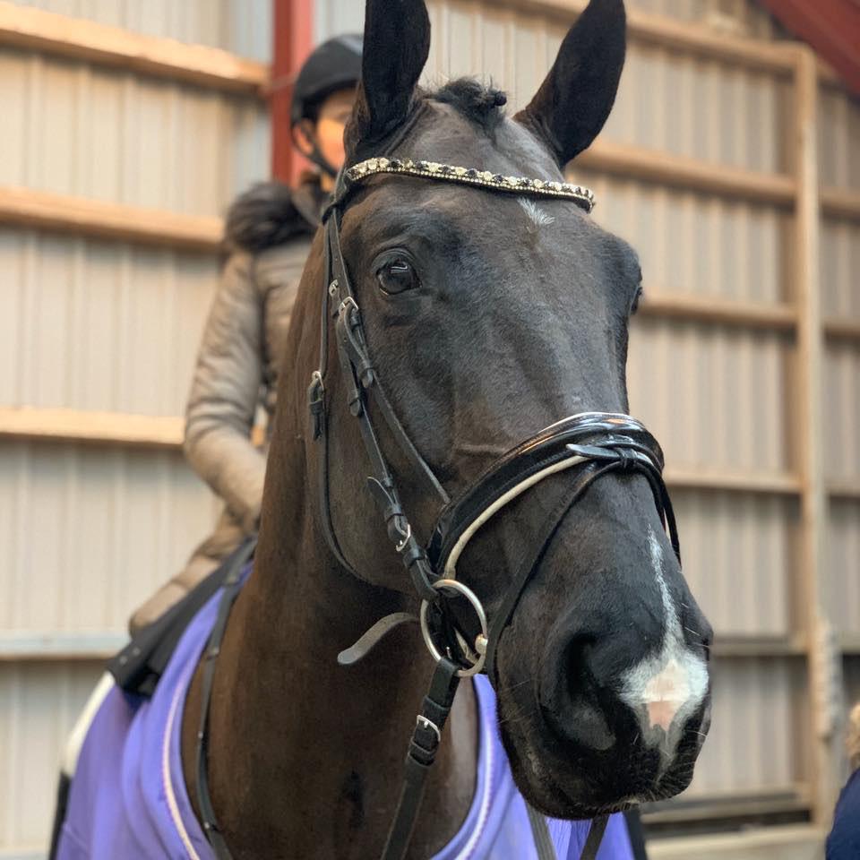 Oldenborg Q-Bec Bennedsgaard (lånehest) billede 3