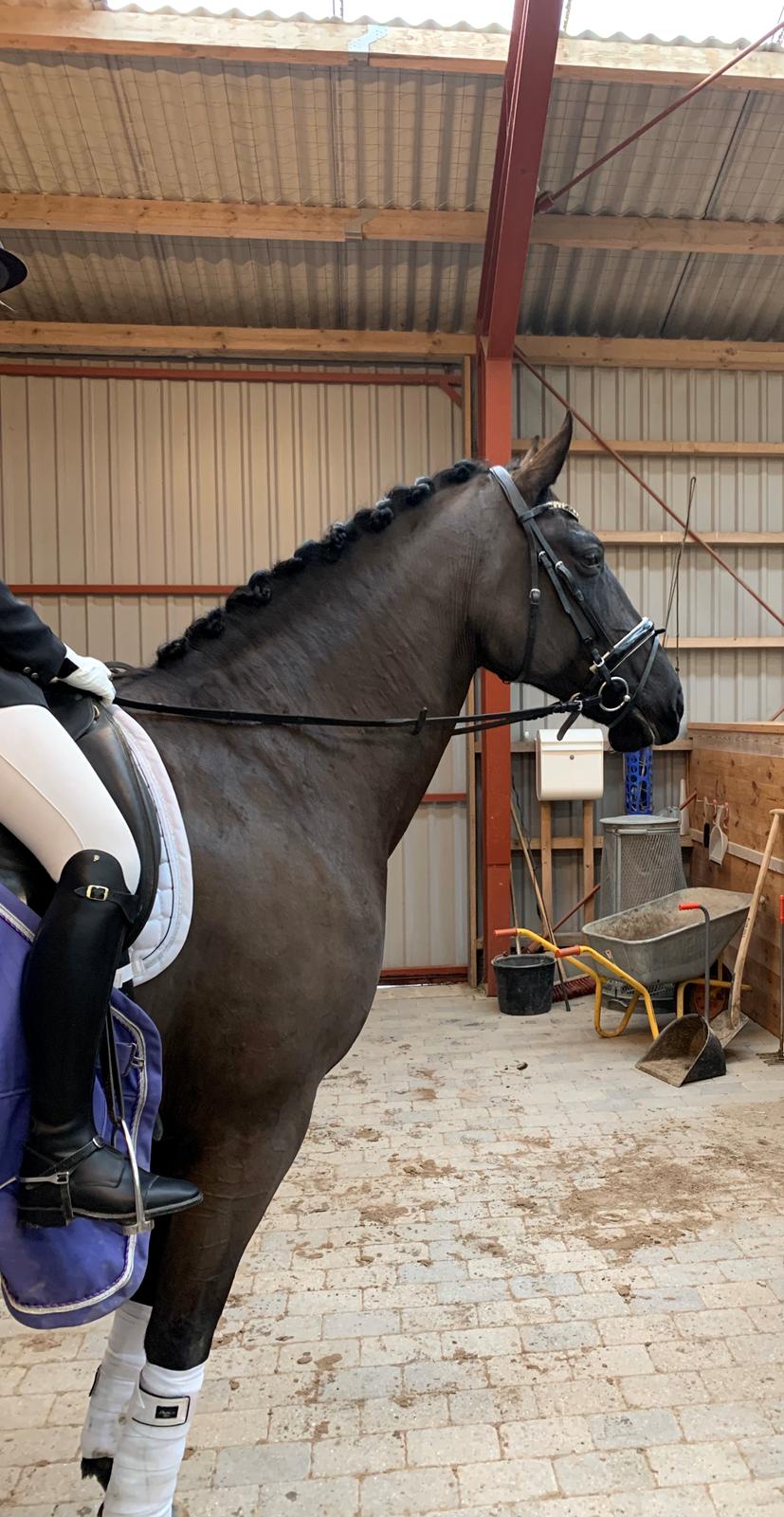 Oldenborg Q-Bec Bennedsgaard (lånehest) billede 2