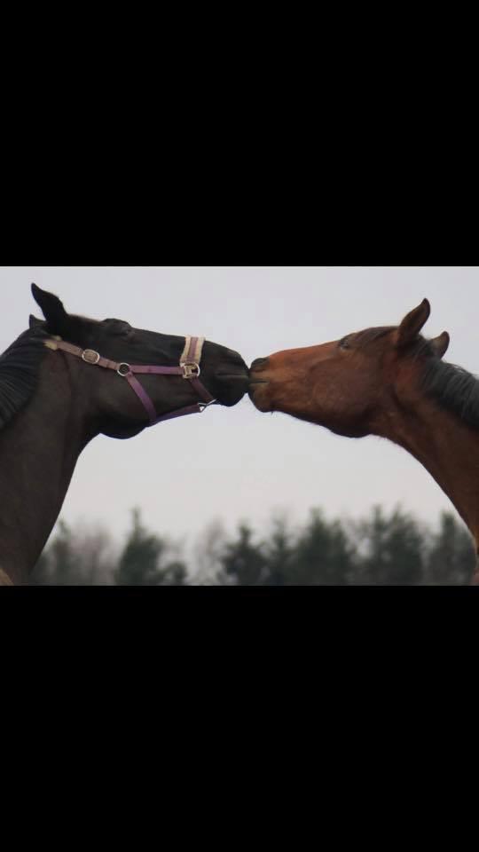 Oldenborg Q-Bec Bennedsgaard (lånehest) billede 4
