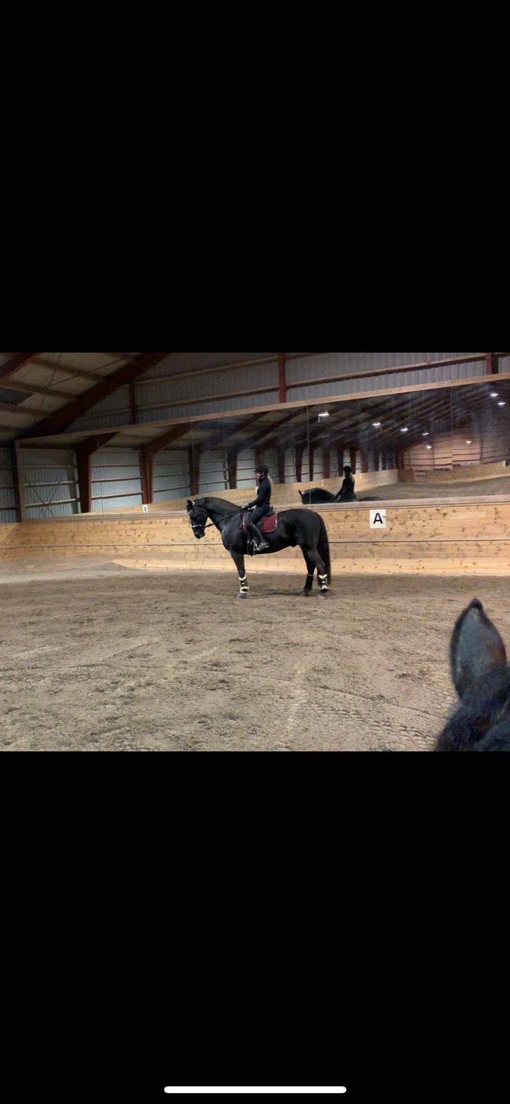 Oldenborg Q-Bec Bennedsgaard (lånehest) billede 5