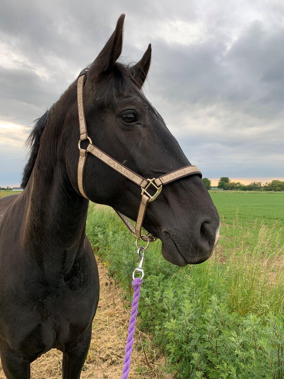 Oldenborg Q-Bec Bennedsgaard (lånehest) billede 6