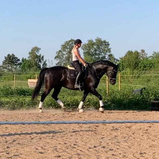 Oldenborg Q-Bec Bennedsgaard (lånehest) billede 8