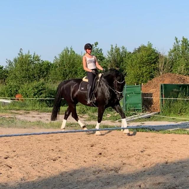 Oldenborg Q-Bec Bennedsgaard (lånehest) billede 7