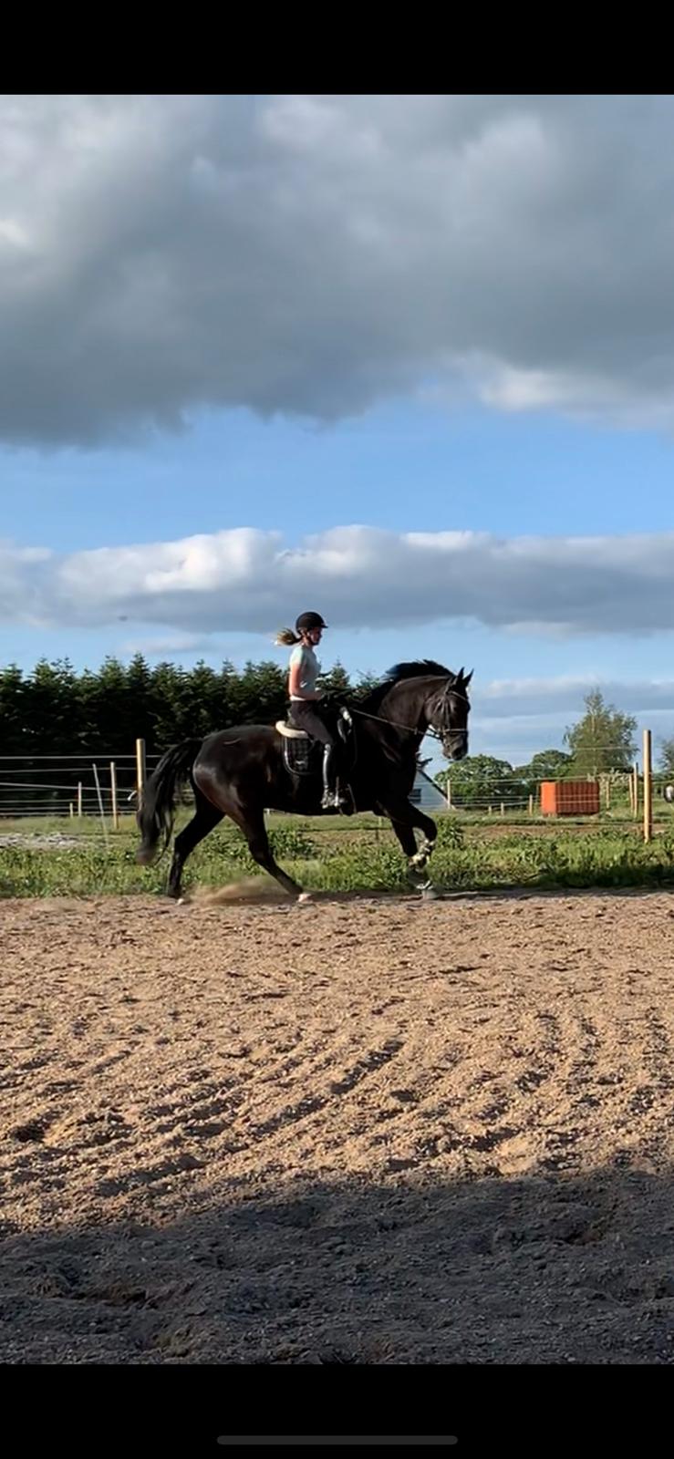 Oldenborg Q-Bec Bennedsgaard (lånehest) billede 9