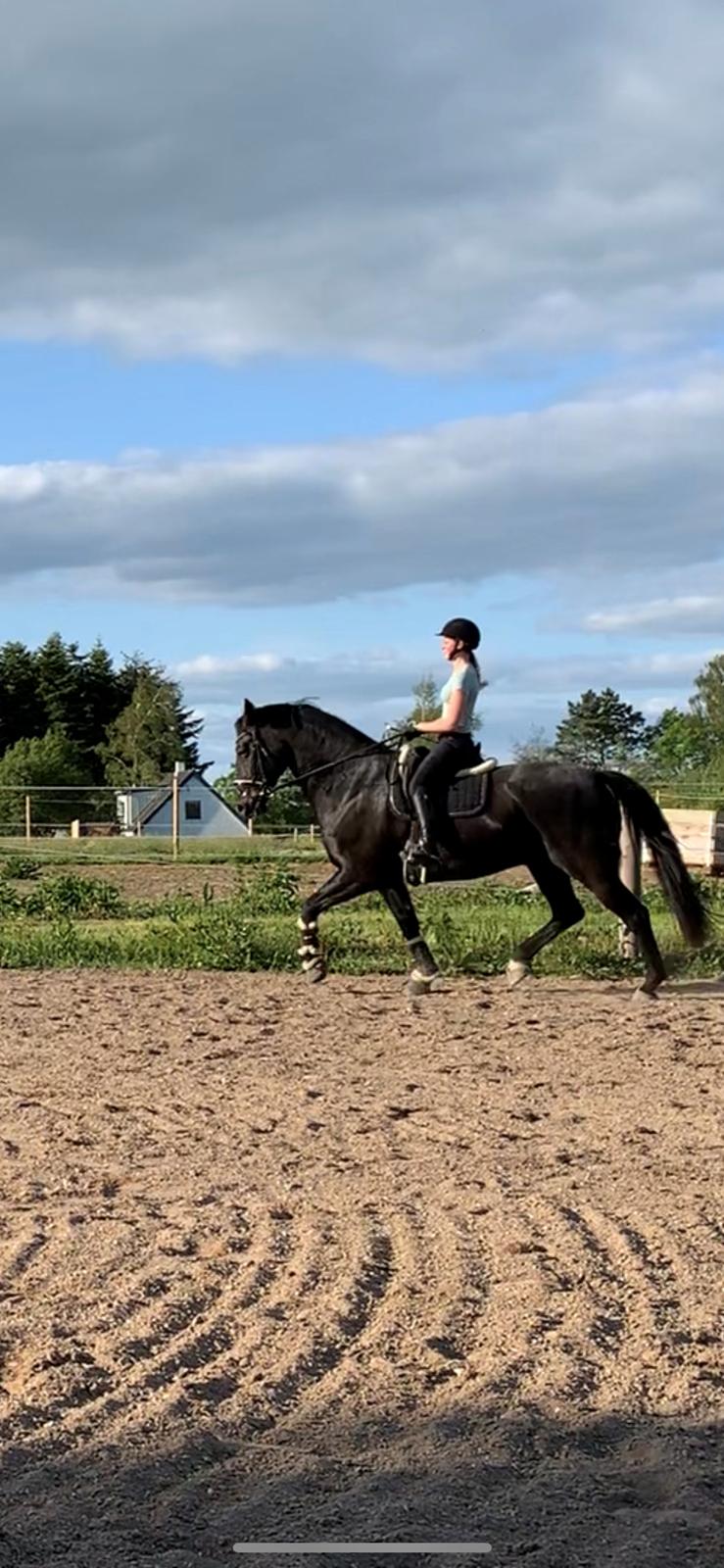 Oldenborg Q-Bec Bennedsgaard (lånehest) billede 10