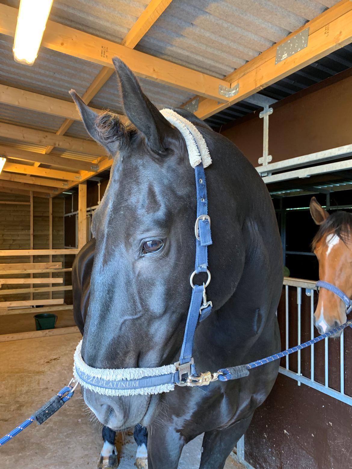 Oldenborg Q-Bec Bennedsgaard (lånehest) billede 11