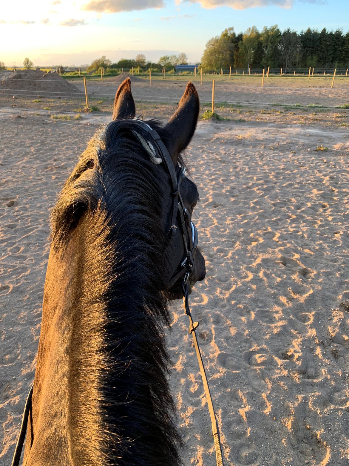 Oldenborg Q-Bec Bennedsgaard (lånehest) billede 12