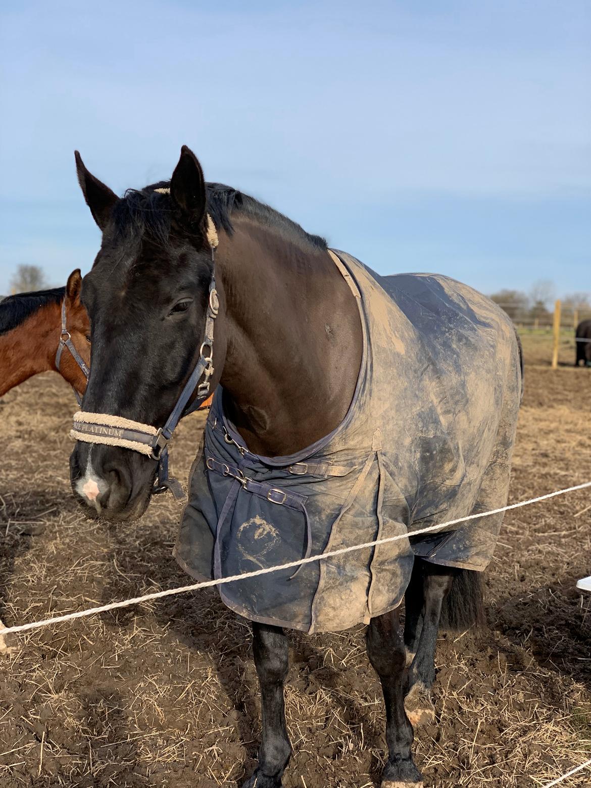 Oldenborg Q-Bec Bennedsgaard (lånehest) billede 13