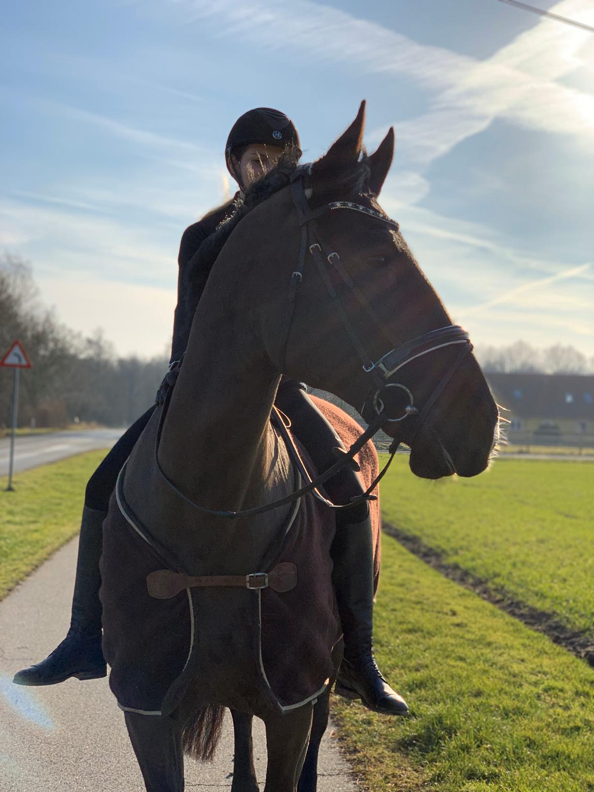 Oldenborg Q-Bec Bennedsgaard (lånehest) billede 14