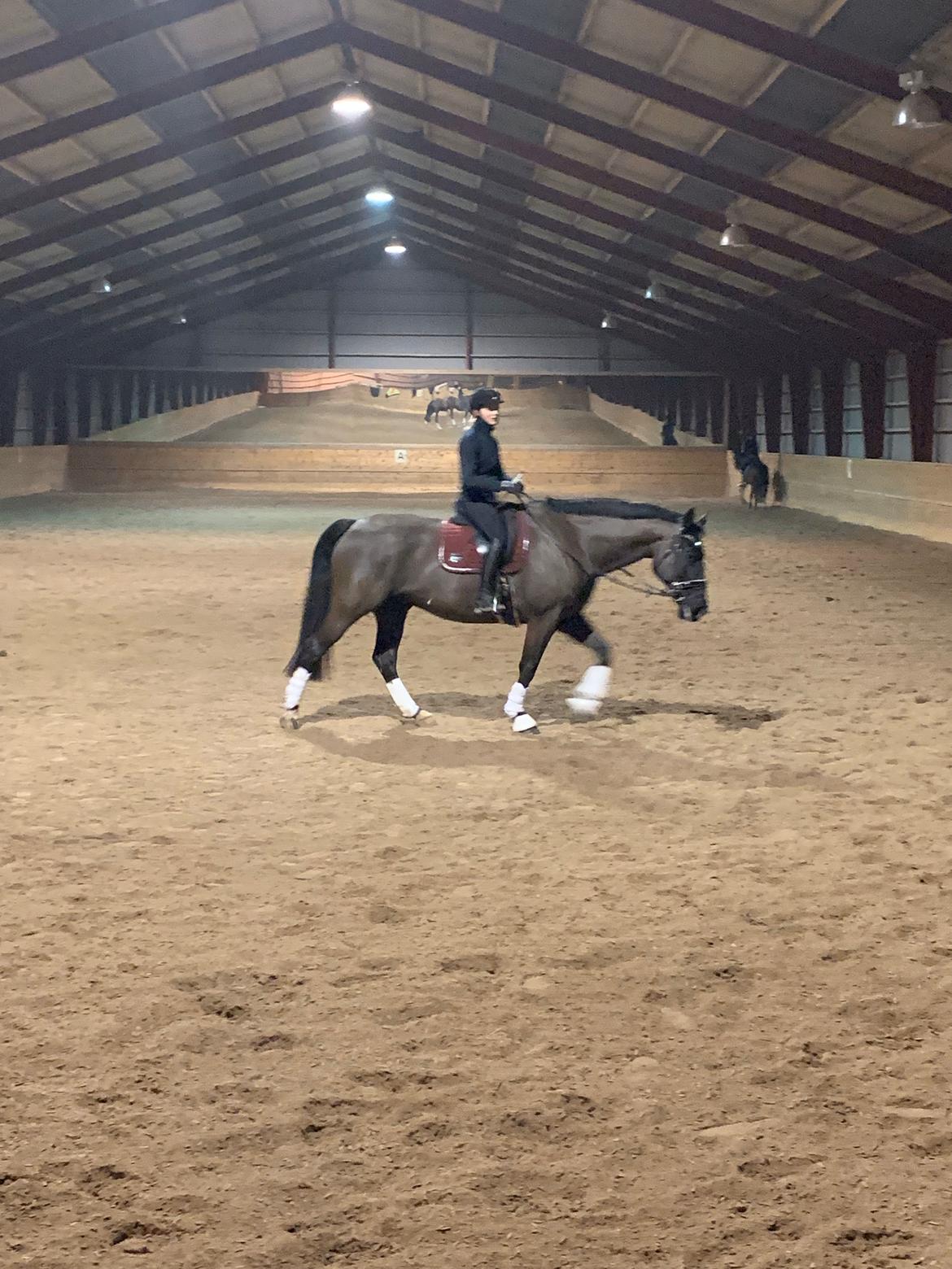 Oldenborg Q-Bec Bennedsgaard (lånehest) billede 15