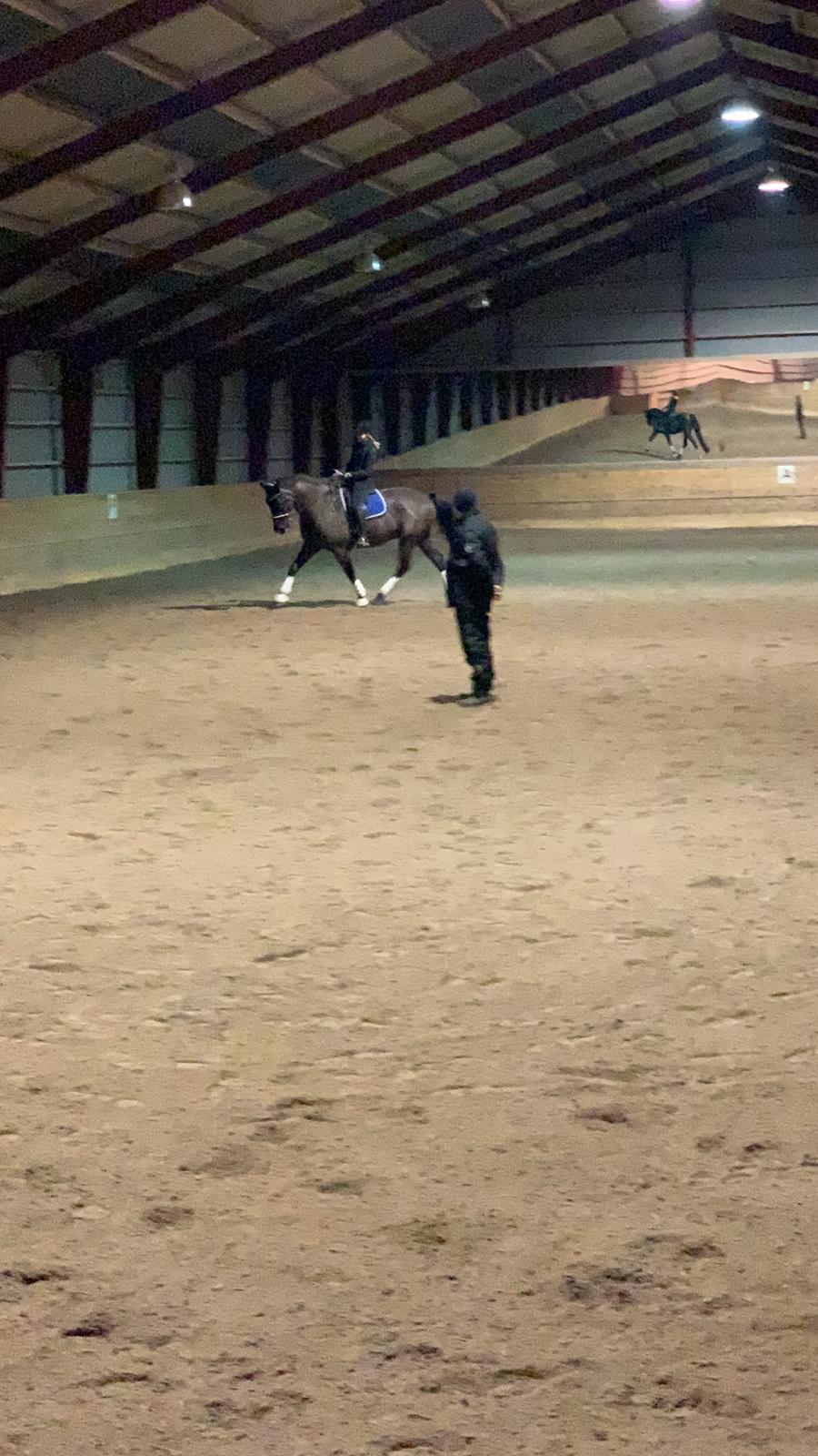 Oldenborg Q-Bec Bennedsgaard (lånehest) billede 16