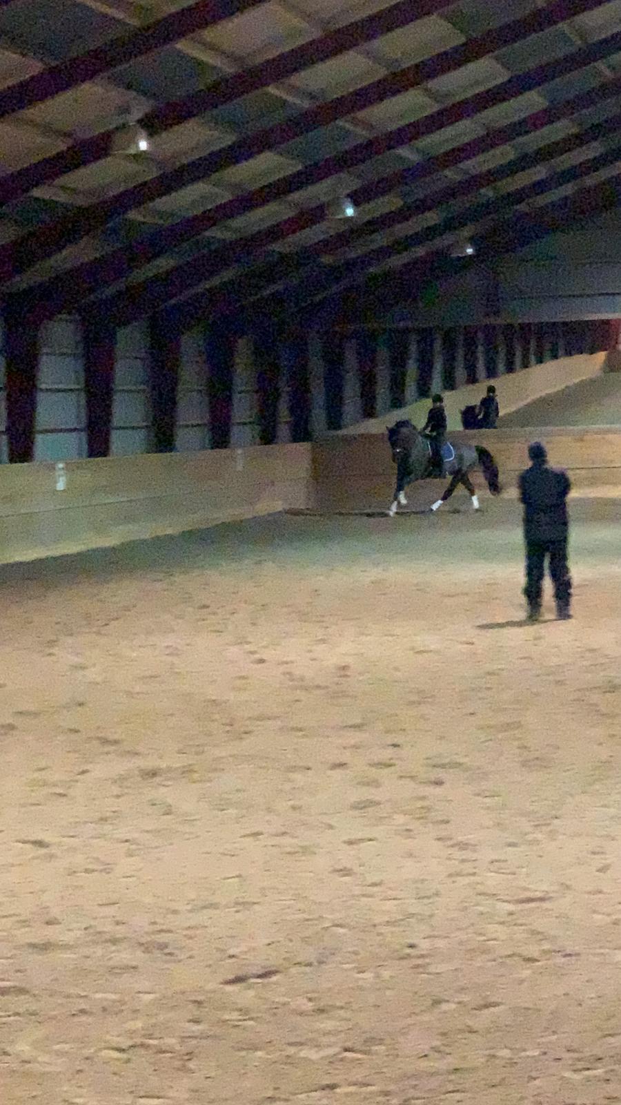 Oldenborg Q-Bec Bennedsgaard (lånehest) billede 17