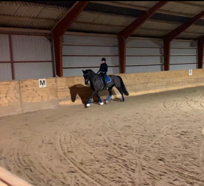 Oldenborg Q-Bec Bennedsgaard (lånehest) billede 19