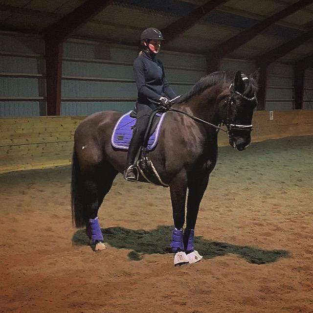 Oldenborg Q-Bec Bennedsgaard (lånehest) billede 20