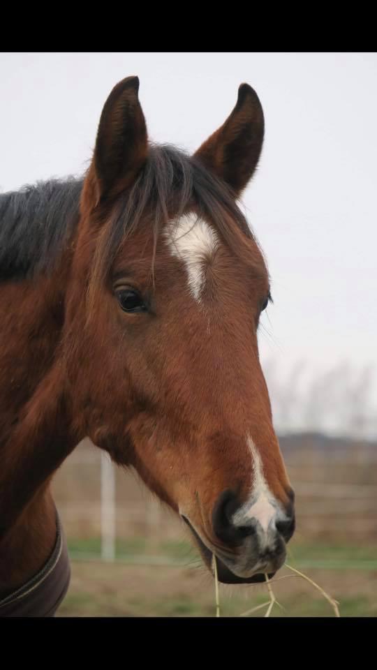 Dansk Varmblod Baymax (SOLGT) billede 9