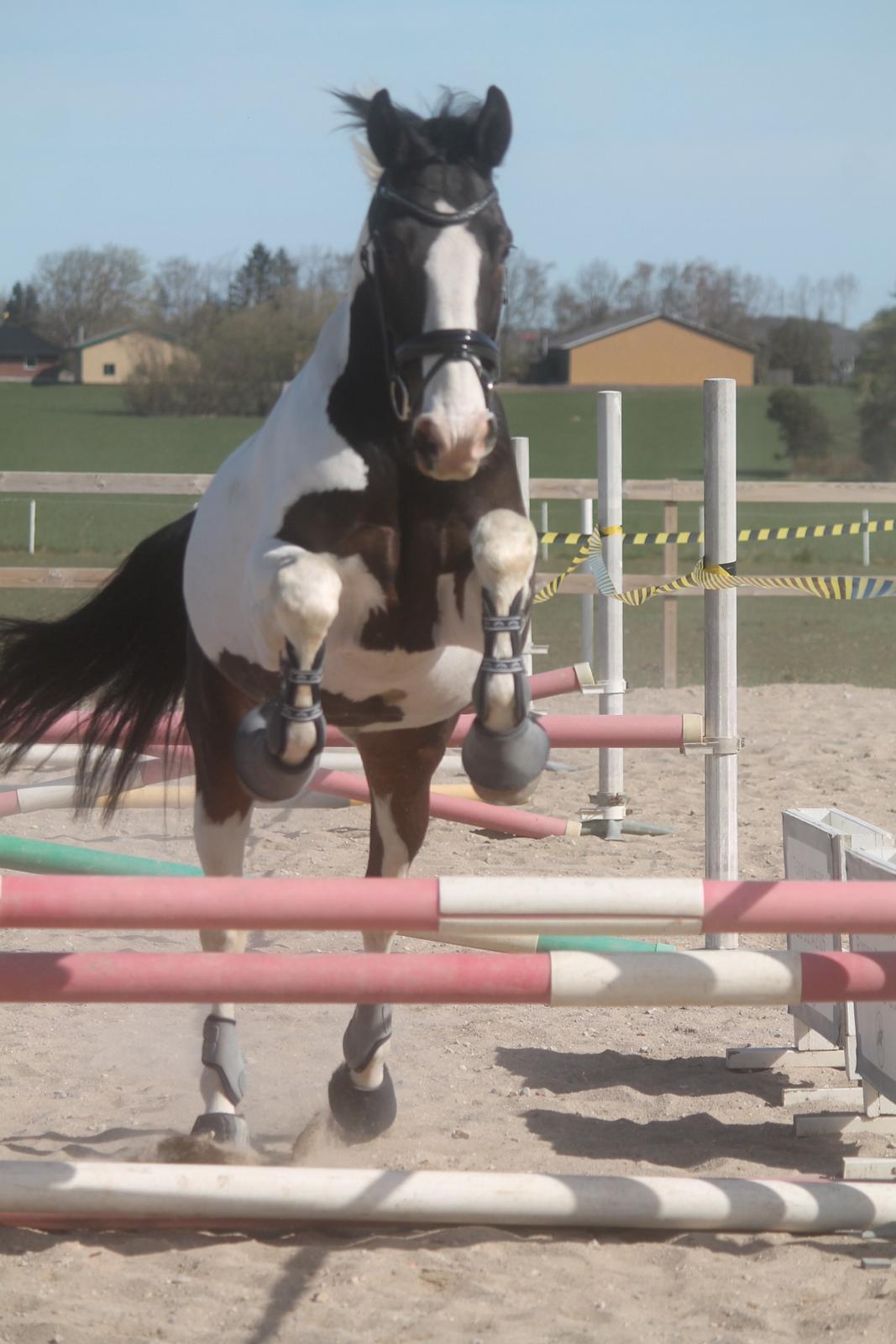 Pinto Bakkegaarden's Montoya billede 9