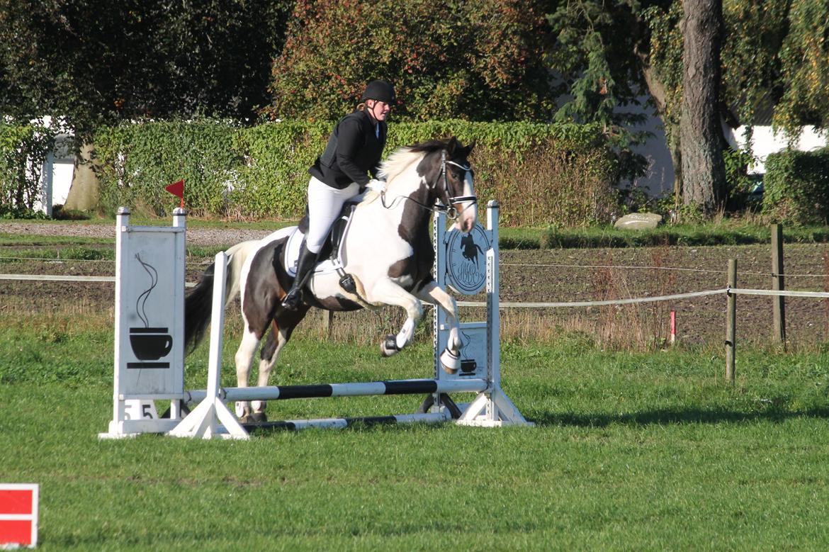 Pinto Bakkegaarden's Montoya billede 12