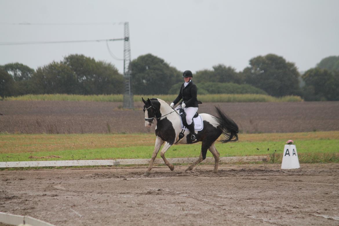 Pinto Bakkegaarden's Montoya billede 16