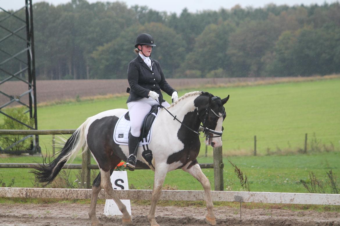 Pinto Bakkegaarden's Montoya billede 18