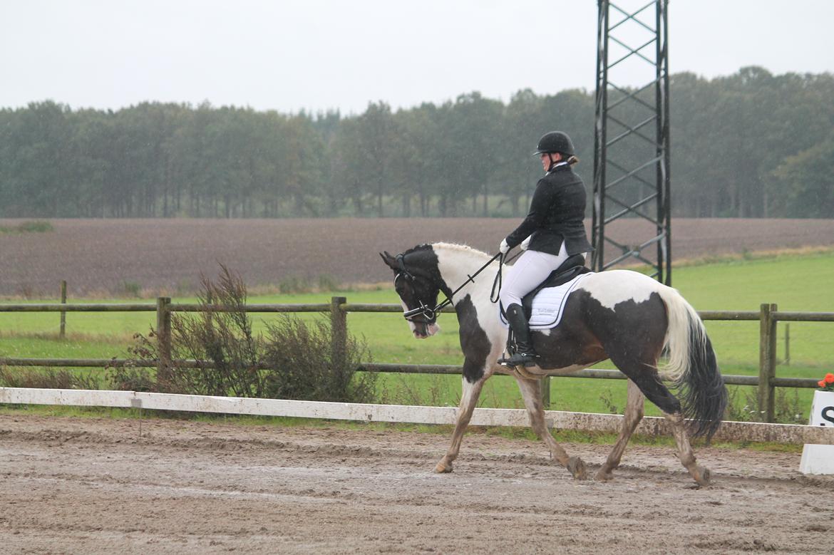 Pinto Bakkegaarden's Montoya billede 14