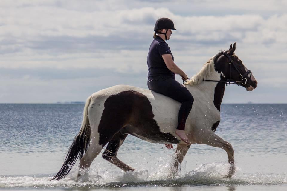 Pinto Bakkegaarden's Montoya billede 10