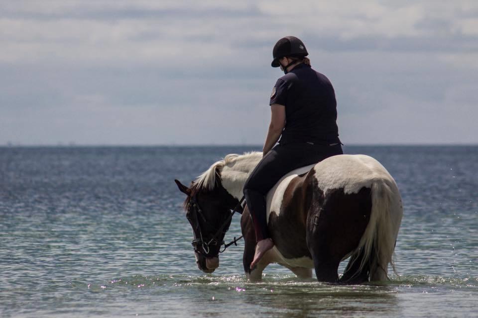 Pinto Bakkegaarden's Montoya billede 8