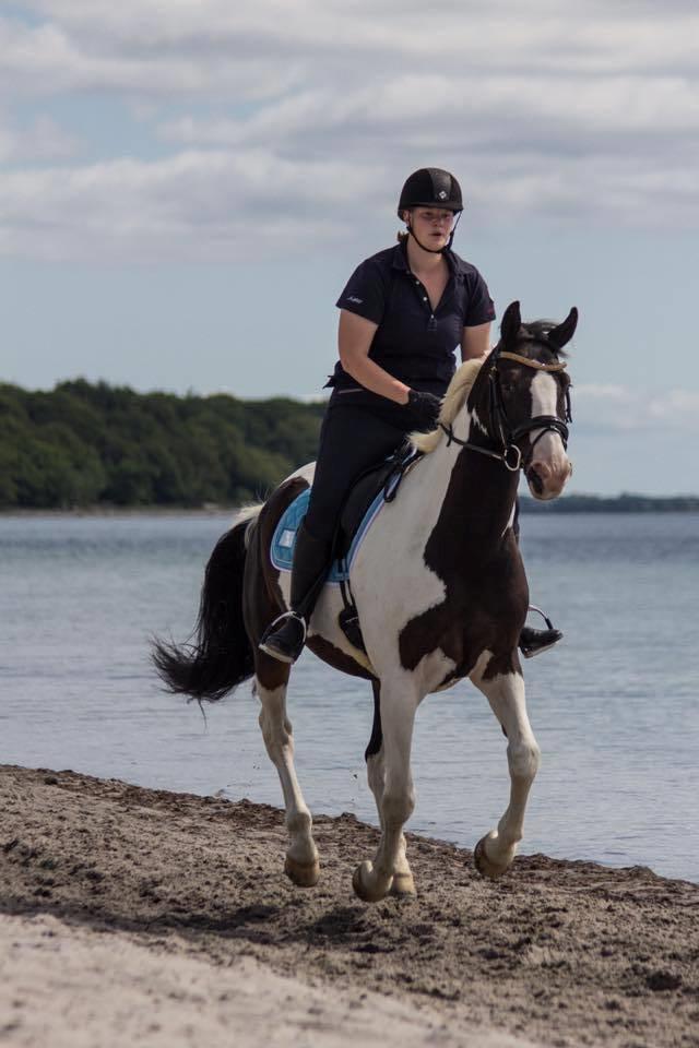 Pinto Bakkegaarden's Montoya billede 19