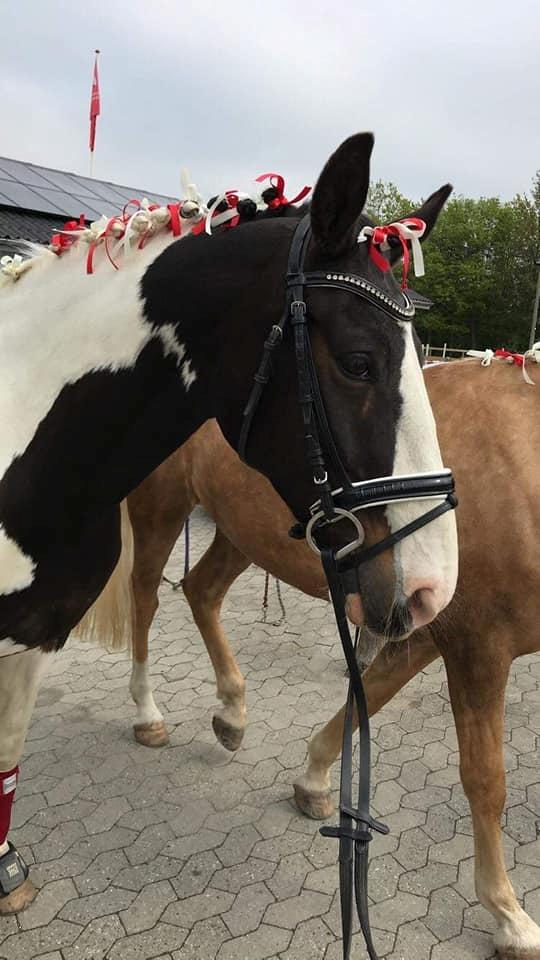 Pinto Bakkegaarden's Montoya billede 20