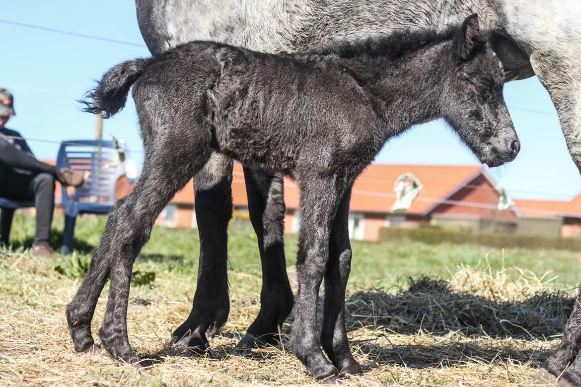 Islænder Litli Litfari fra Bach - Så lille var Liffe som nyfødt <3 billede 2