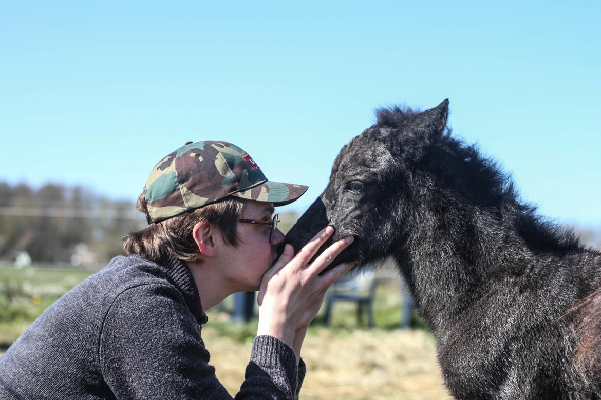 Islænder Litli Litfari fra Bach billede 3