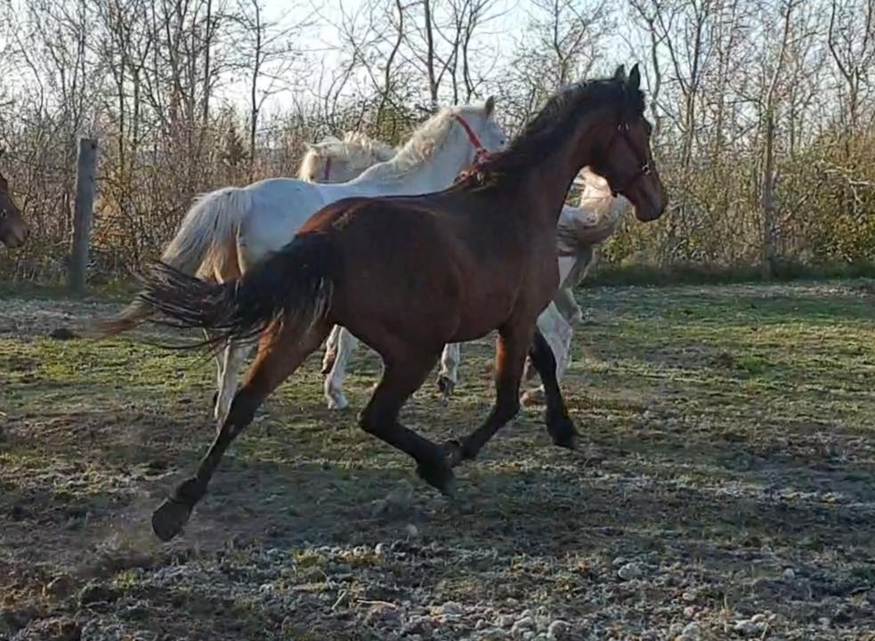 Anden særlig race Nabia SOLGT billede 9