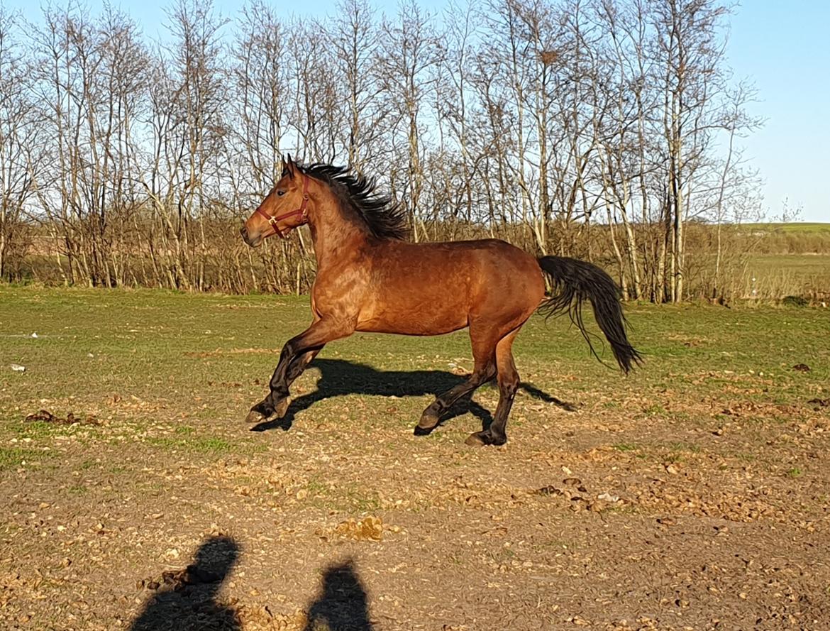 Anden særlig race Nabia SOLGT billede 10