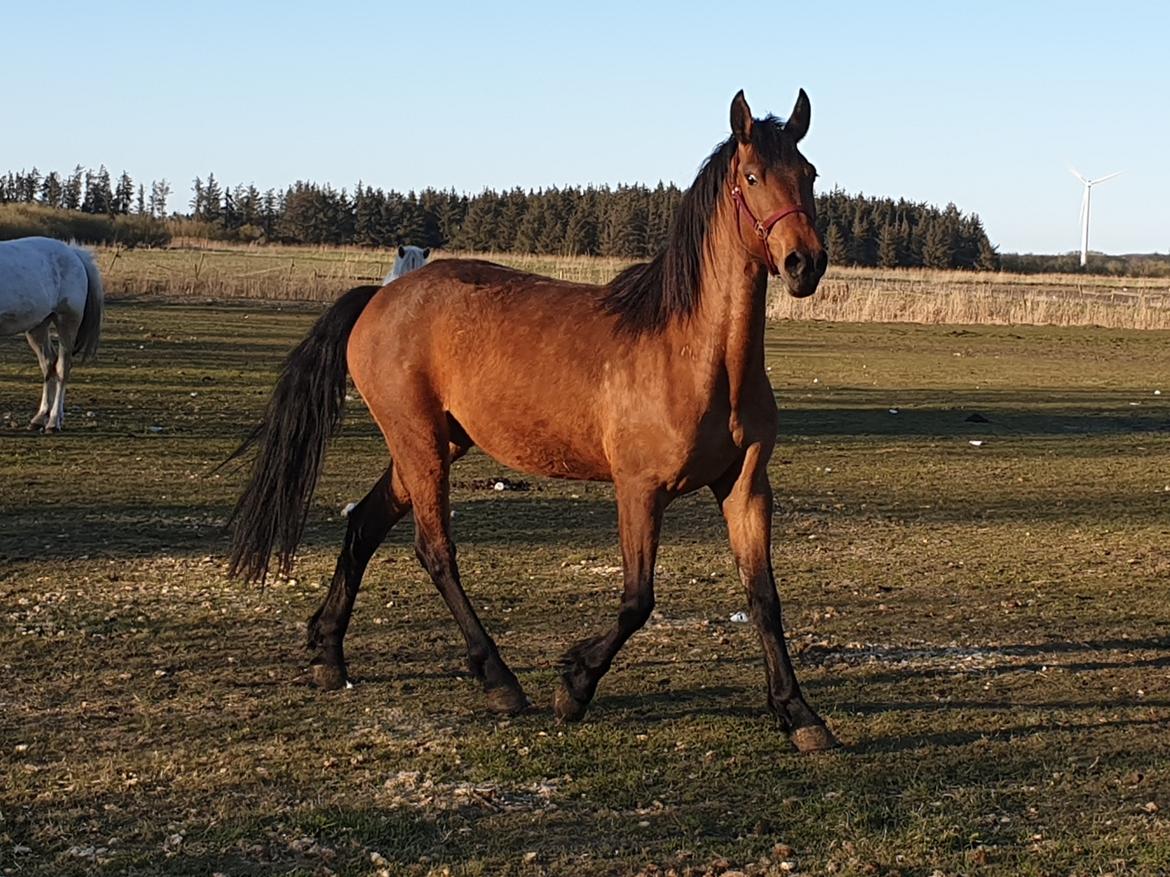 Anden særlig race Nabia SOLGT billede 7