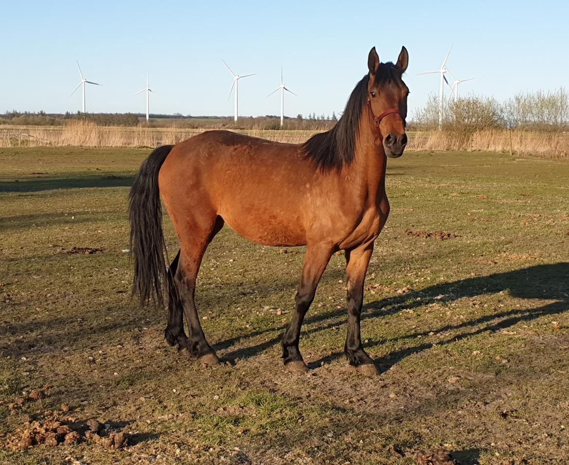 Anden særlig race Nabia SOLGT billede 6