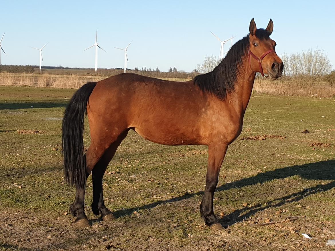 Anden særlig race Nabia SOLGT billede 8