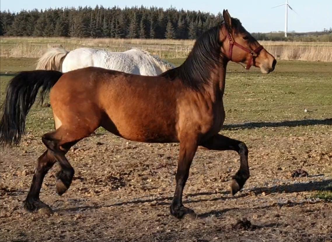 Anden særlig race Nabia SOLGT billede 14