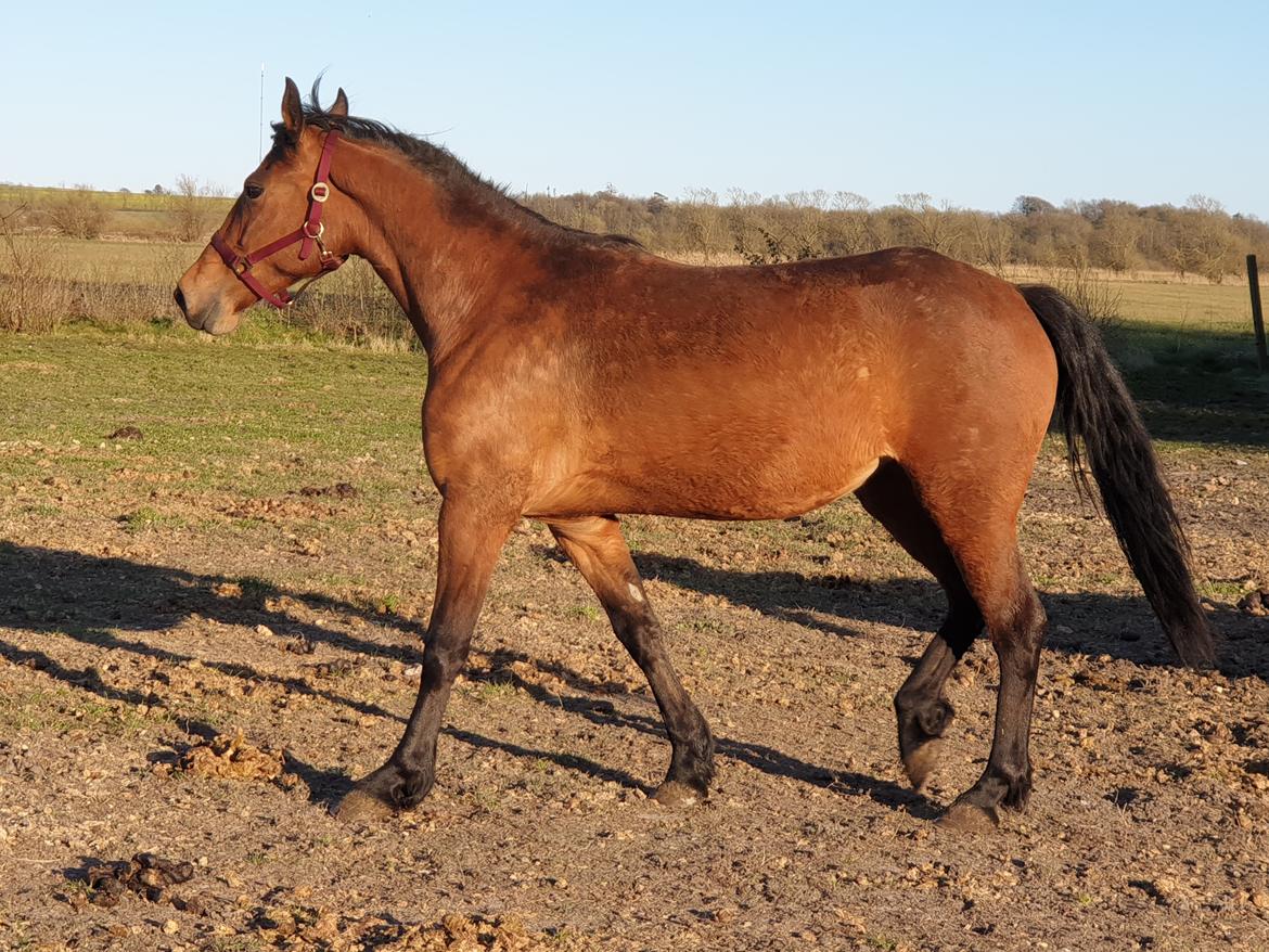 Anden særlig race Nabia SOLGT billede 11