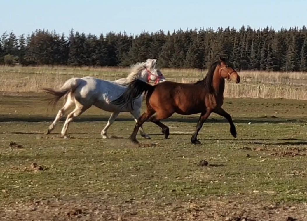 Anden særlig race Nabia SOLGT billede 15