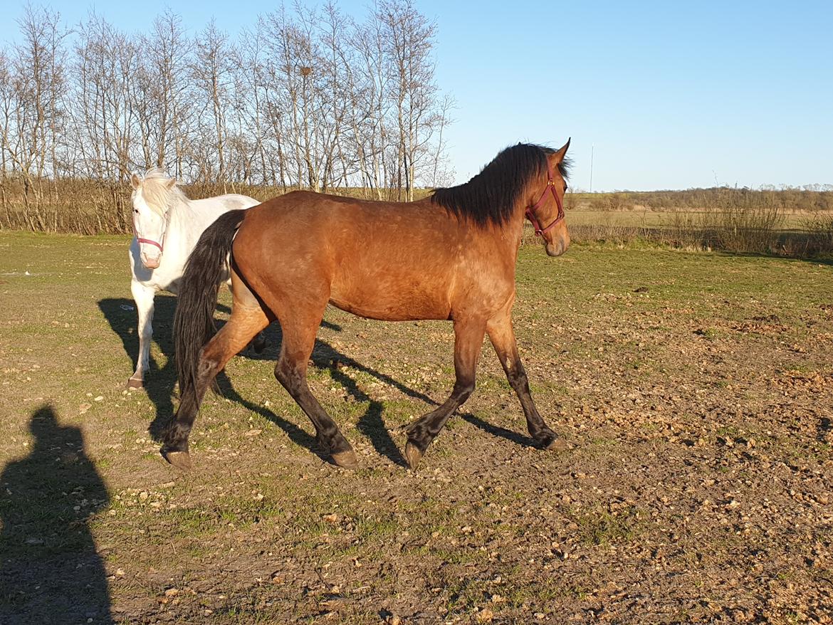 Anden særlig race Nabia SOLGT billede 12