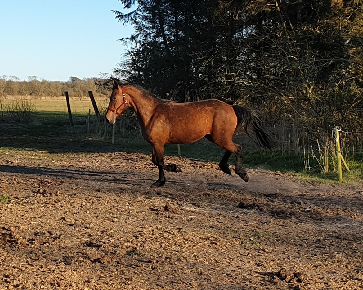 Anden særlig race Nabia SOLGT billede 17