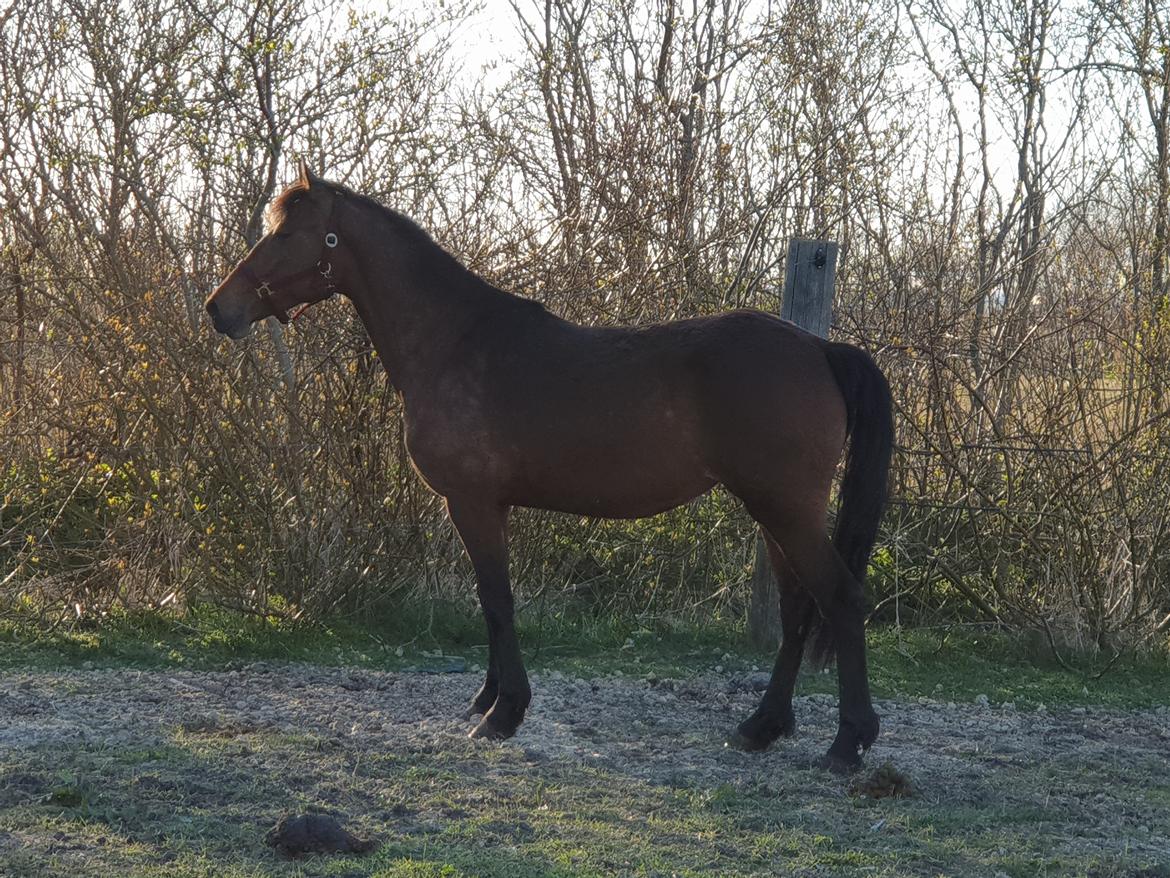 Anden særlig race Nabia SOLGT billede 13
