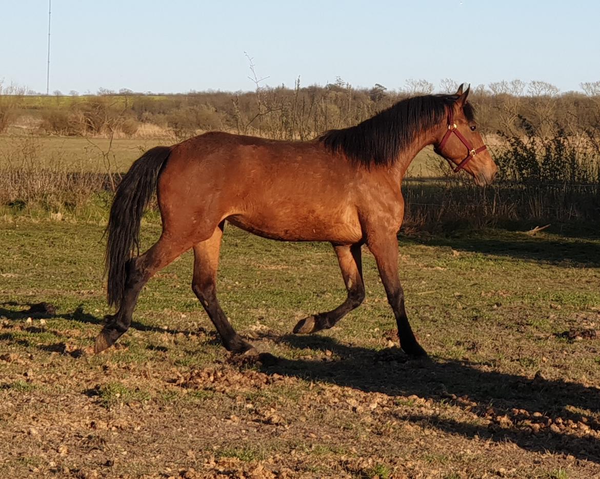 Anden særlig race Nabia SOLGT billede 16