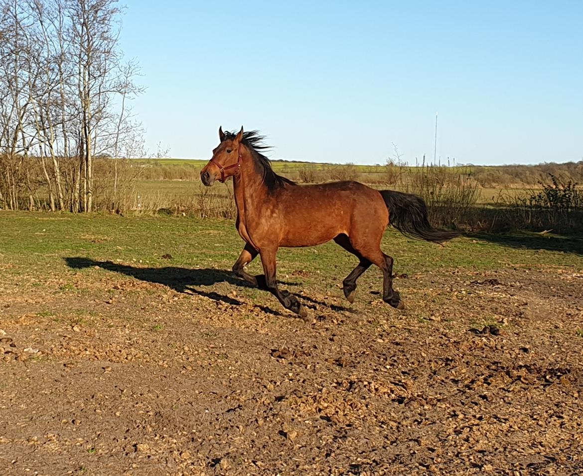 Anden særlig race Nabia SOLGT billede 18
