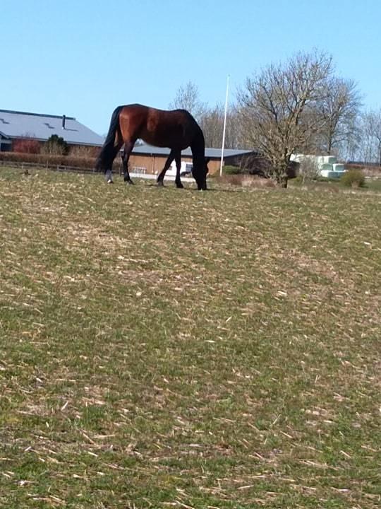 Traver Sweet n sour billede 7